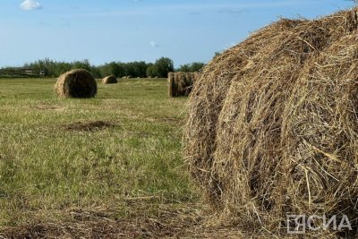 Более 400 тысяч тонн сена заготовлено в Якутии / ЯСИА   