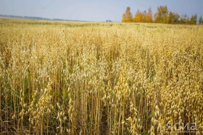 Более 4,6 тысяч тонн зерновых собрано в Якутии / ЯСИА   