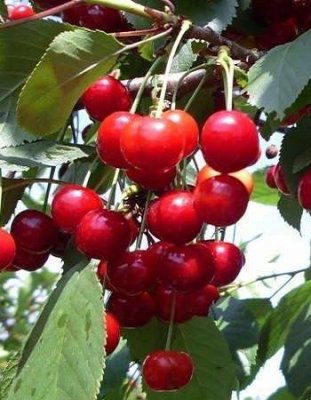 Вишня Асоль (Prunus cerasus)  1 шт Обыкновенная / Дача, сад и огород | V4.Market