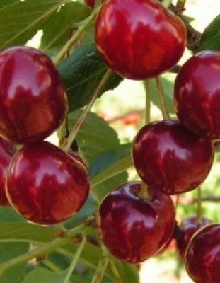 Вишня Живица (Prunus cerasus) 1 шт Обыкновенная / Дача, сад и огород | V4.Market