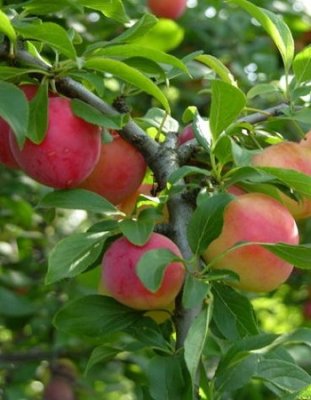 Слива Китайская Скороплодная  (Prunus salicina) 1 шт Красноплодные / Дача, сад и огород | V4.Market