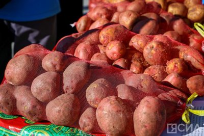 Якутяне собрали картофеля больше, чем в прошлом году / ЯСИА   Республика Саха (Якутия)