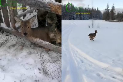 Видео: в Якутии запутавшуюся в сетке-рабице косулю вернули в лес / Майя Гоголева   