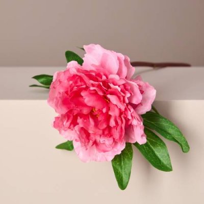 Цветок Peony / Цветы и горшки | Товары для дома | V4.Ru: Маркетплейс