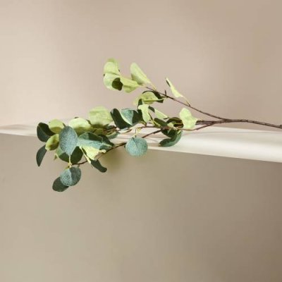 Ветвь Eucalyptus populus / Цветы и горшки | Товары для дома | V4.Ru: Маркетплейс