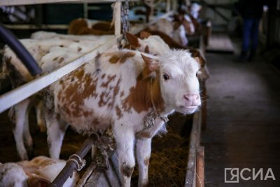 На сельское хозяйство в 2025 году из бюджета Якутии намерены направить более 15 млрд рублей / Нарыйа Пахомова   