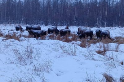 В Якутии появилось новое потомство свободноживущих бизонов / ЯСИА   