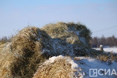 В Якутии заготовлено 411 тысяч тонн сена / ЯСИА   