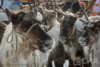 В Якутии началась осенняя корализация оленей / ЯСИА   