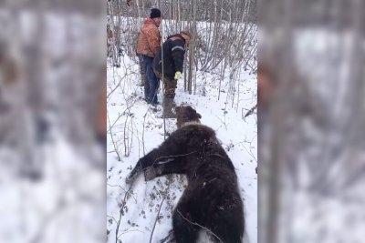 57-летний житель Якутии спасся от напавшего на него медведя-шатуна / Нарыйа Пахомова   