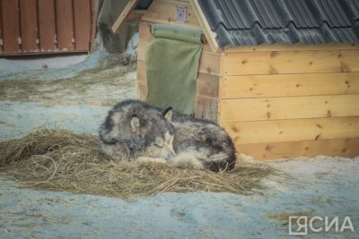 Глава Якутска поручил усилить меры по отлову безнадзорных собак / ЯСИА   