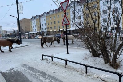 С центра Якутска отогнали безнадзорных лошадей: владельца привлекут к ответственности / ЯСИА   