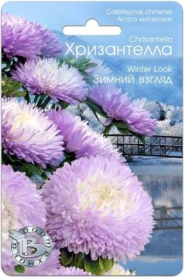 Астра Хризантелла Зимний взгляд 30 шт / Астра | Дача, сад и огород | V4.Ru: Маркетплейс