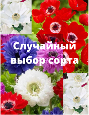 Анемона в ассортименте 1 уп. (5 шт.) фракция 5/6 / Успей купить!!! Скидка до -75% | Дача, сад и огород | V4.Ru: Маркетплейс