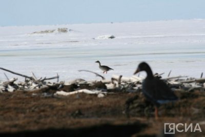 Охотники Якутии смогут получать лицензии на добычу водоплавающей дичи круглый год / Нарыйа Пахомова   