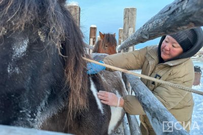 В Хангаласском районе завершаются мероприятия по чипированию лошадей / Мария Горохова   