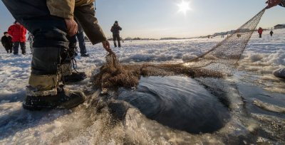 Новое про рыбоводство /    