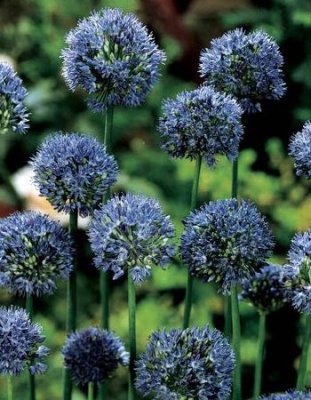 Лук голубой Аквамарин (Allium caeruleum Pall.) 1 уп. ( 5шт.) Декоративный лук ( Аллиум) / Дача, сад и огород | V4.Market