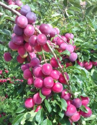 Алыча Кубанская комета  (Prunus cerasifera) 1 шт Красноплодные (темноокрашенные) / Дача, сад и огород | V4.Market