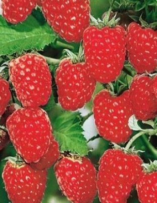 Малина ремонтантная Геракл (Rubus idaeus) 1 шт Ремонтантная / Дача, сад и огород | V4.Market